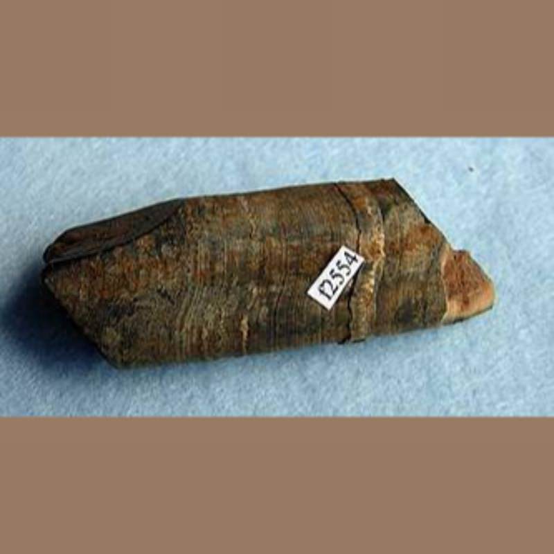 Sloth Tooth Fossil | Fossils & Artifacts for Sale | Paleo Enterprises | Fossils & Artifacts for Sale
