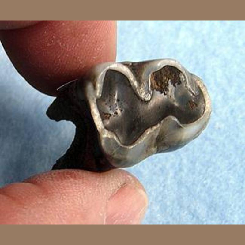 Tapir First Molar Fossil | Fossils & Artifacts for Sale | Paleo Enterprises | Fossils & Artifacts for Sale