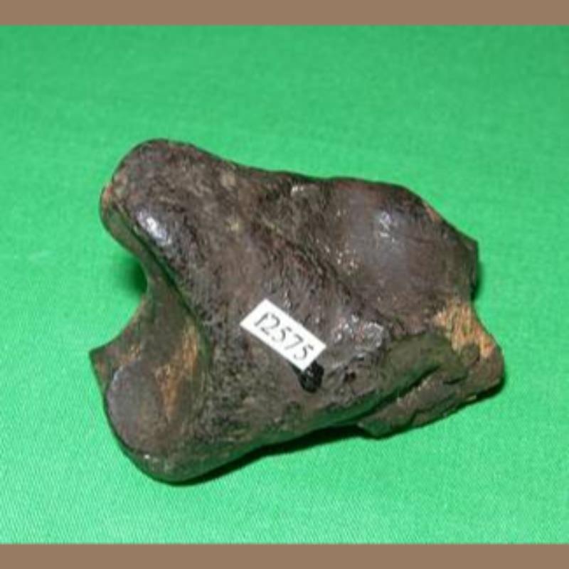 Sloth Phalange Likely Megalonyx Fossil | Fossils & Artifacts for Sale | Paleo Enterprises | Fossils & Artifacts for Sale