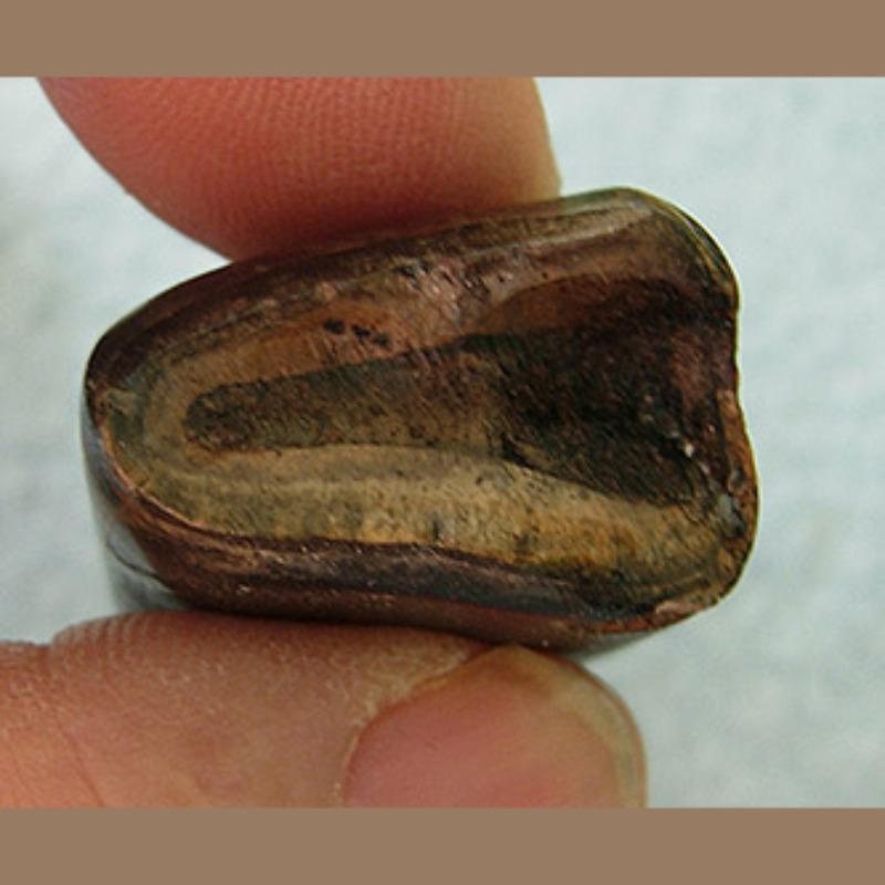 Sloth Tooth Fossil | Fossils & Artifacts for Sale | Paleo Enterprises | Fossils & Artifacts for Sale
