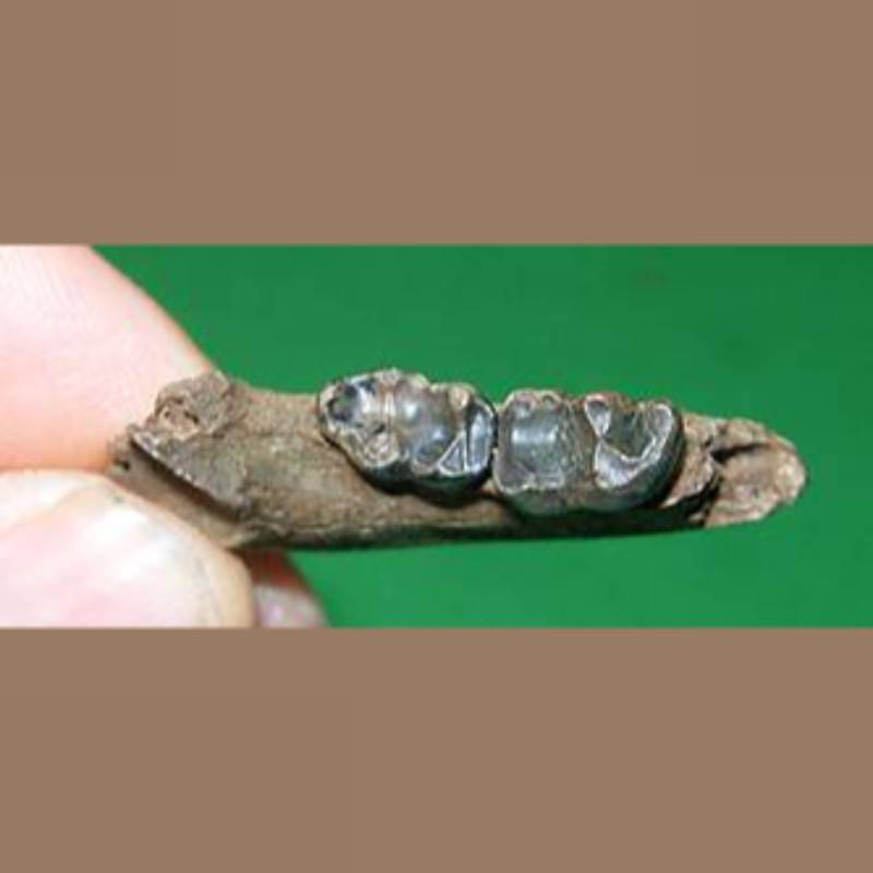 Raccoon Mandible  Fossil | Fossils & Artifacts for Sale | Paleo Enterprises | Fossils & Artifacts for Sale