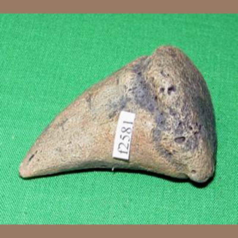 Giant Tortoise Dermal Scute Fossil | Fossils & Artifacts for Sale | Paleo Enterprises | Fossils & Artifacts for Sale