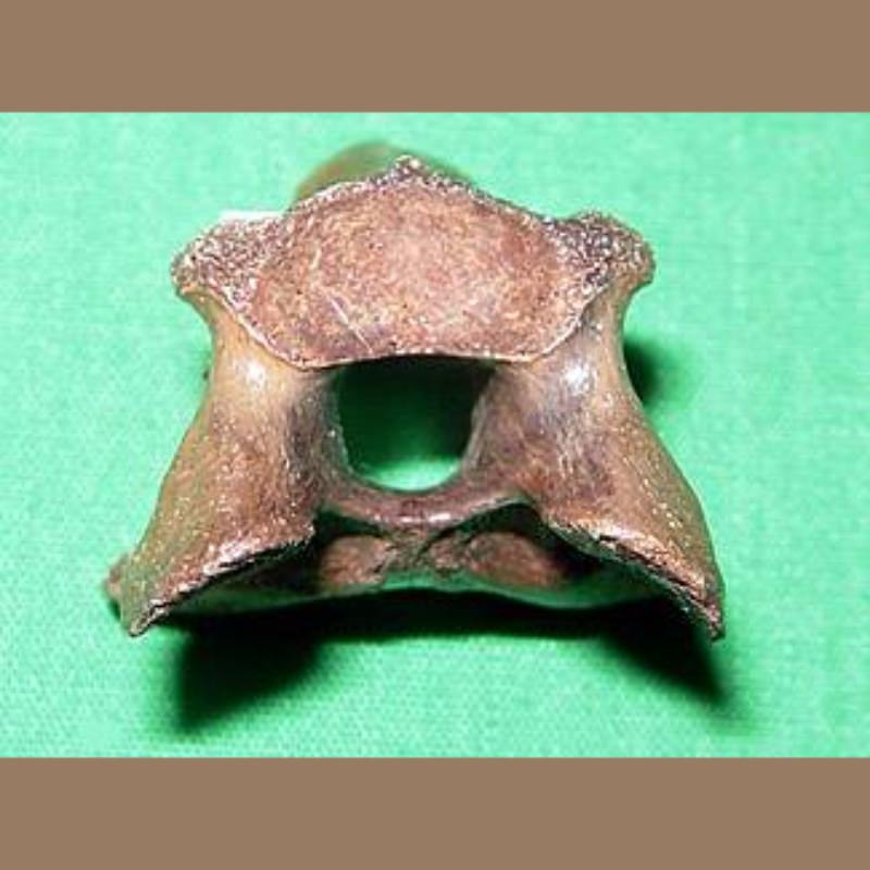 Snapping Turtle Cervical Vertebra Fossil | Fossils & Artifacts for Sale | Paleo Enterprises | Fossils & Artifacts for Sale