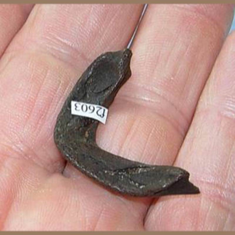 Pond Turtle Mandibles Fossil | Fossils & Artifacts for Sale | Paleo Enterprises | Fossils & Artifacts for Sale