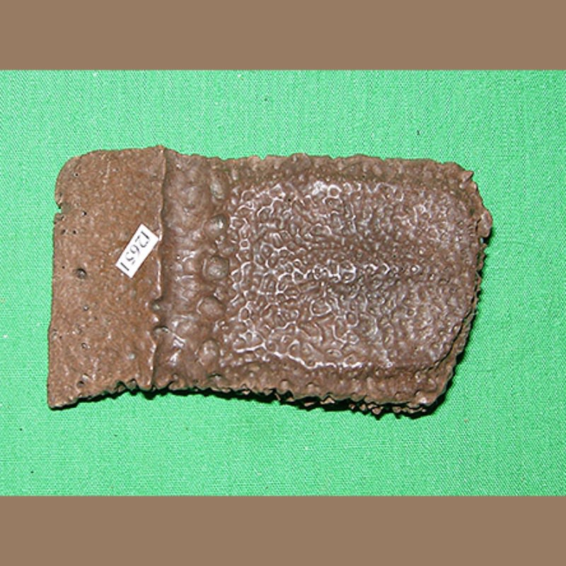 Armadillo Scute Fossil | Fossils & Artifacts for Sale | Paleo Enterprises | Fossils & Artifacts for Sale