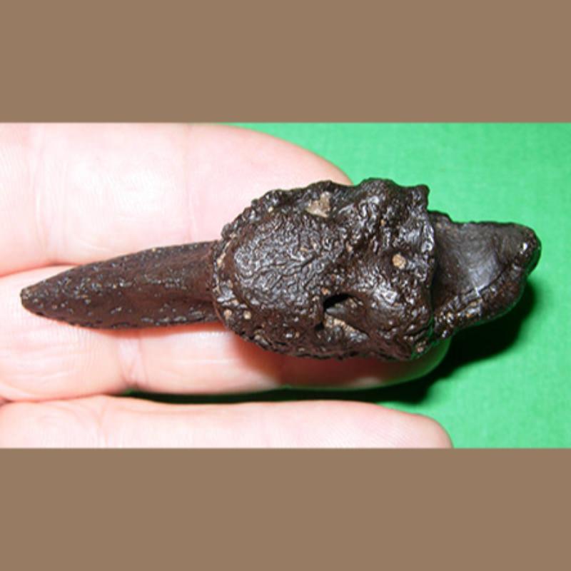 Rare Sloth Claw Fossil | Fossils & Artifacts for Sale | Paleo Enterprises | Fossils & Artifacts for Sale