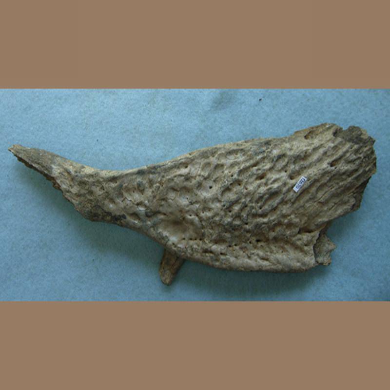 Alligator Jaw Section Fossil | Fossils & Artifacts for Sale | Paleo Enterprises | Fossils & Artifacts for Sale