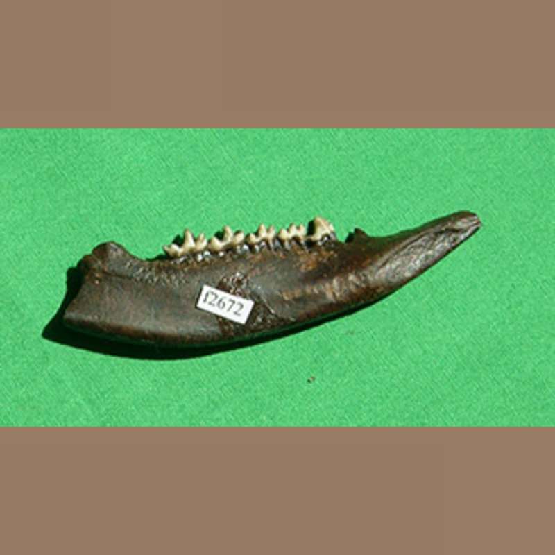 Opossom Mandible  Fossil | Fossils & Artifacts for Sale | Paleo Enterprises | Fossils & Artifacts for Sale
