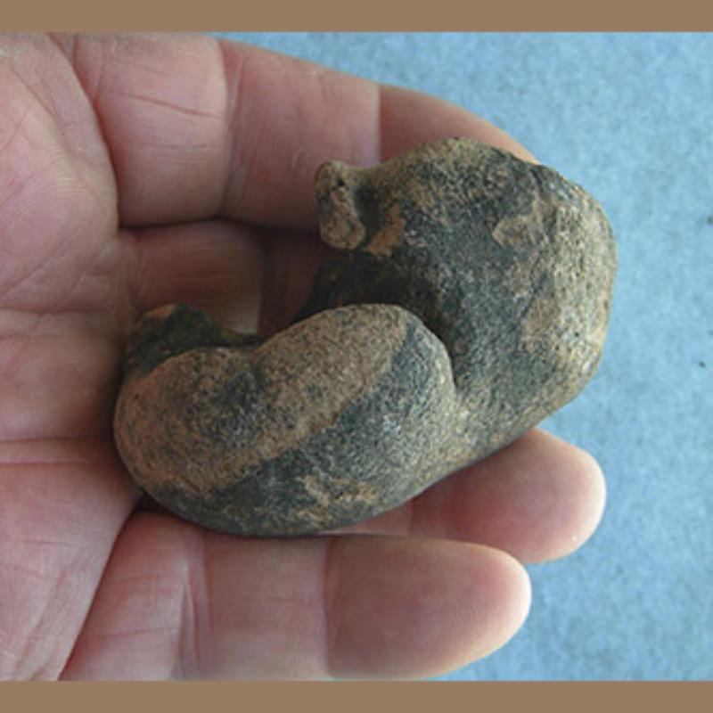 Manatee Bulla (Ear Bone) Fossil | Fossils & Artifacts for Sale | Paleo Enterprises | Fossils & Artifacts for Sale