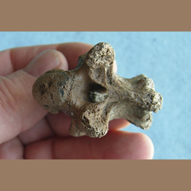 Alligator Snapper Cervical Vertebra Fossil | Fossils & Artifacts for Sale | Paleo Enterprises | Fossils & Artifacts for Sale