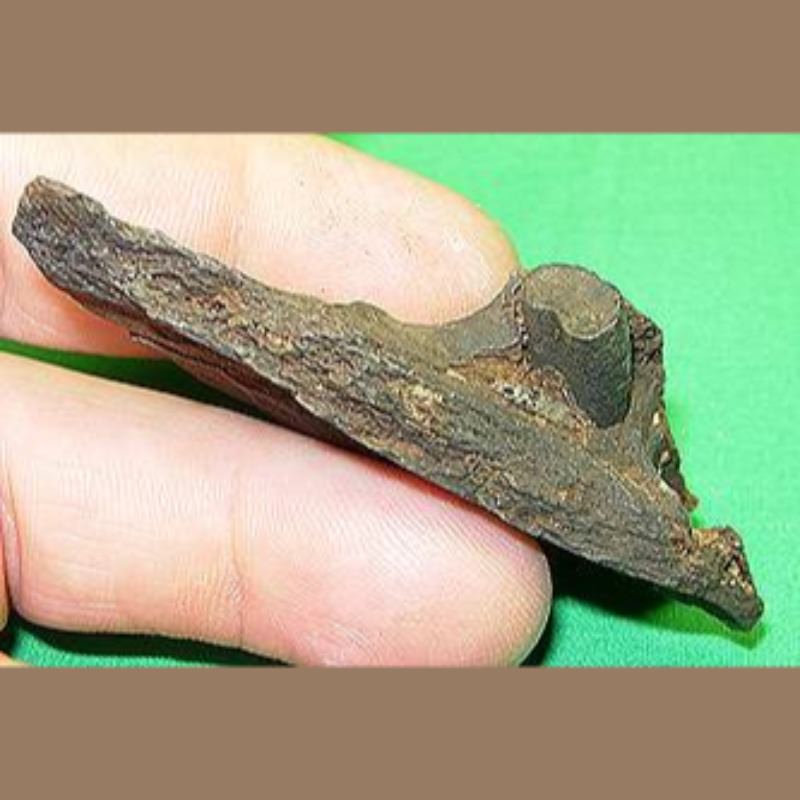 Armadillo Mandible Section Fossil | Fossils & Artifacts for Sale | Paleo Enterprises | Fossils & Artifacts for Sale