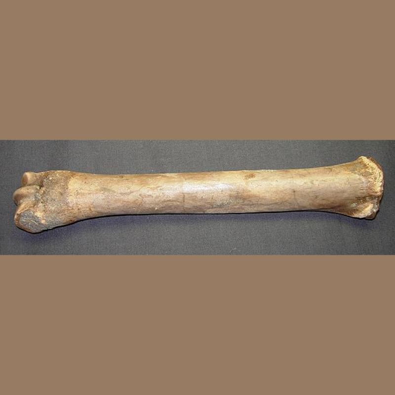 Horse Cannon Bone Fossil | Fossils & Artifacts for Sale | Paleo Enterprises | Fossils & Artifacts for Sale