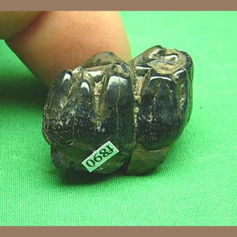 Dugong Molar Fossil | Fossils & Artifacts for Sale | Paleo Enterprises | Fossils & Artifacts for Sale