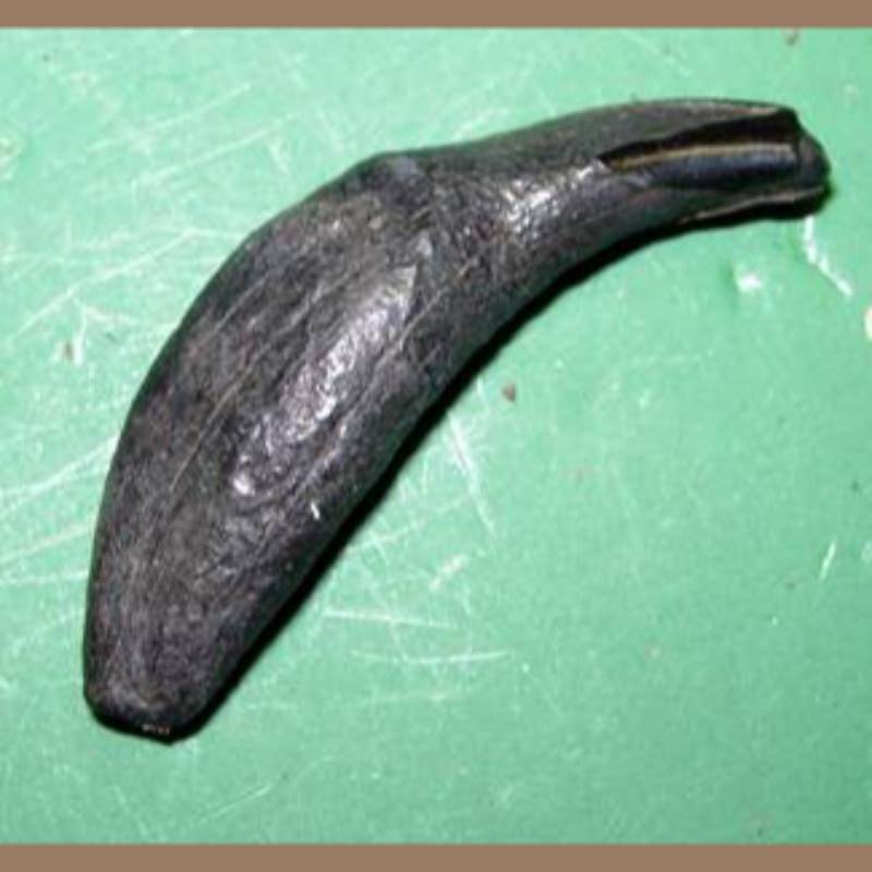 Coyote Canine Fossil | Fossils & Artifacts for Sale | Paleo Enterprises | Fossils & Artifacts for Sale
