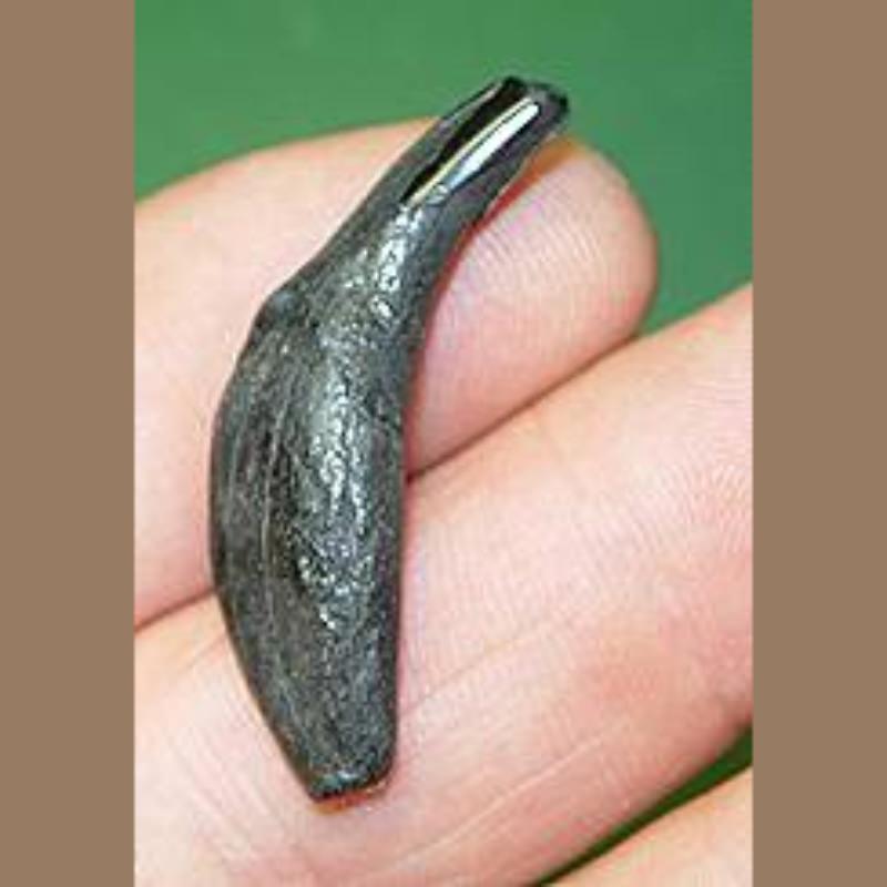 Coyote Canine Fossil | Fossils & Artifacts for Sale | Paleo Enterprises | Fossils & Artifacts for Sale