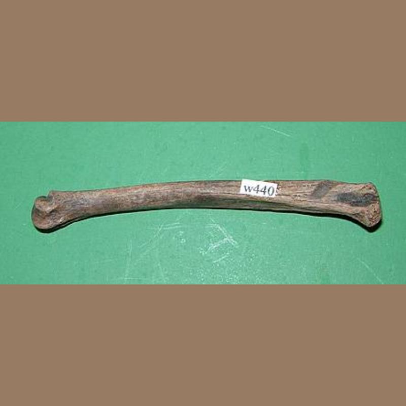 Wolf Phalange Fossil | Fossils & Artifacts for Sale | Paleo Enterprises | Fossils & Artifacts for Sale
