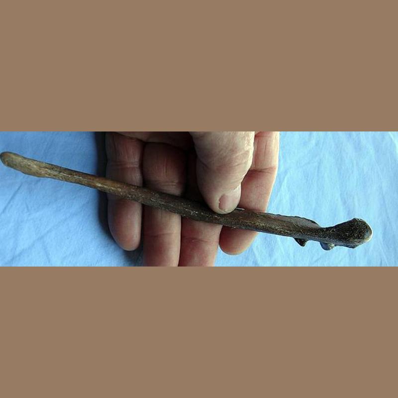 Coyote Ulna Fossil | Fossils & Artifacts for Sale | Paleo Enterprises | Fossils & Artifacts for Sale