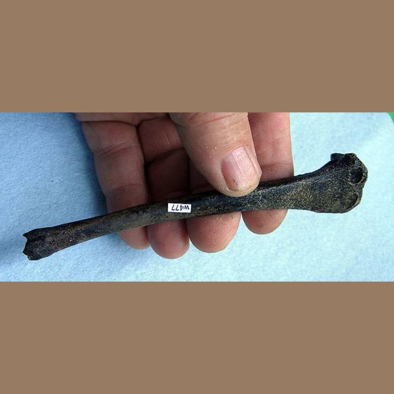 Gray Fox Tibia Fossil | Fossils & Artifacts for Sale | Paleo Enterprises | Fossils & Artifacts for Sale