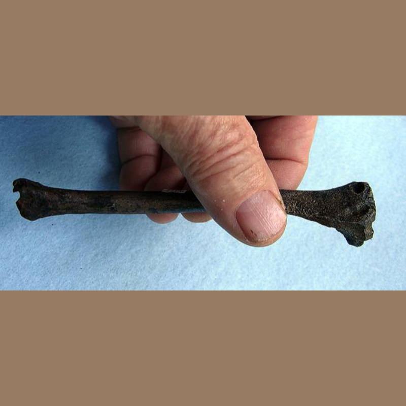 Gray Fox Tibia Fossil | Fossils & Artifacts for Sale | Paleo Enterprises | Fossils & Artifacts for Sale