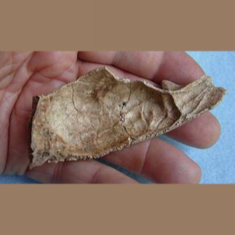 Gray Fox Fossil | Fossils & Artifacts for Sale | Paleo Enterprises | Fossils & Artifacts for Sale