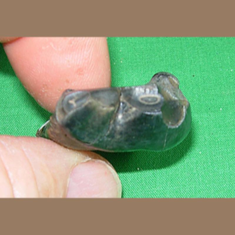 Dire Wolf Molar Fossil | Fossils & Artifacts for Sale | Paleo Enterprises | Fossils & Artifacts for Sale